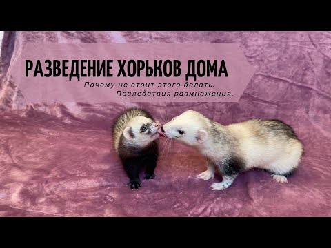 Разведение хорьков дома. Почему не стоит этого делать. Последствия размножения.