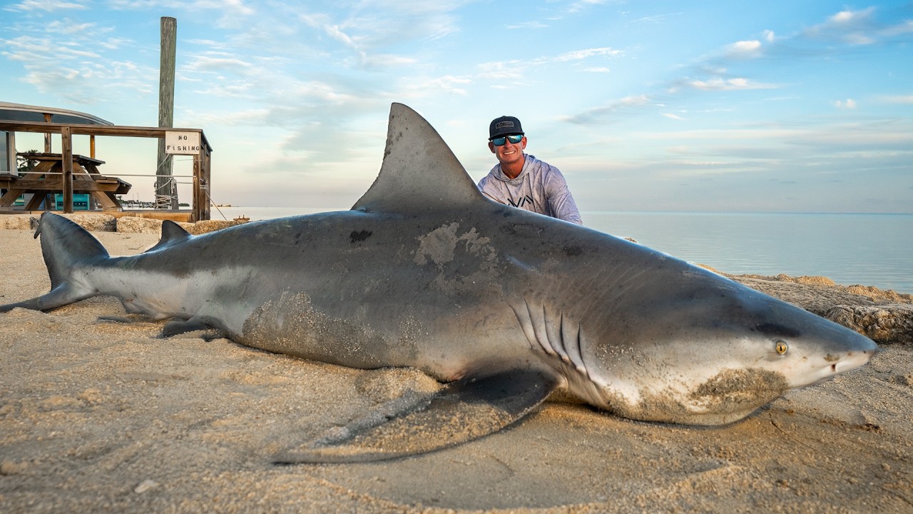MASSIVE Bull Shark... Catch Clean Cook!