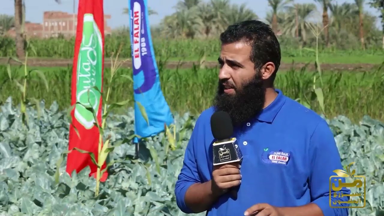 تعالو نشوف أسرار زراعة القرنبيط فهد.. إنتاج أسطورة وطعم ولون خيال 😍💪