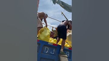 Farmers pick pomelos, a fruit that resembles a large orange and has a unique flavor