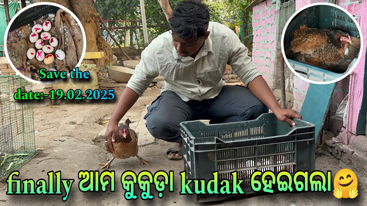 Finally ଆମ କୁକୁଡା kudak ହେଇଗଲା#kudakmurgi #broodyhen #aseelchicken #dailyvlog #odiavlog #animallover