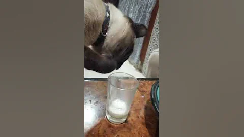 Watch the video about Funny Cat drinking milk with her paw#animal #cats #funny#shorts