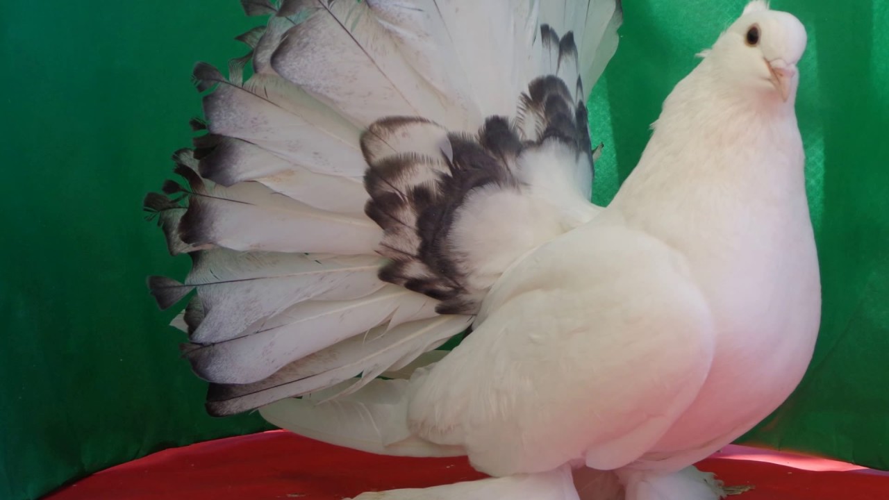 Birds enjoying the Autumn Indian Fantail Pigeons YouTube