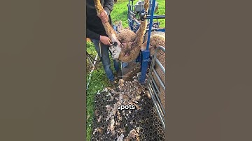 Waarom boeren schapen zo omdraaien‼️😱