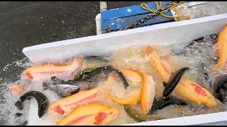 4/17/25 MASSIVE STOCKING OF BIG LIGHTNING TROUT, THUNDER TROUT & SIERRABOWS AT SANTA ANA RIVER LAKES Net Worth