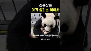 살곰살곰 아기 살피는 아여사! #강바오 #아이바오 #아기판다