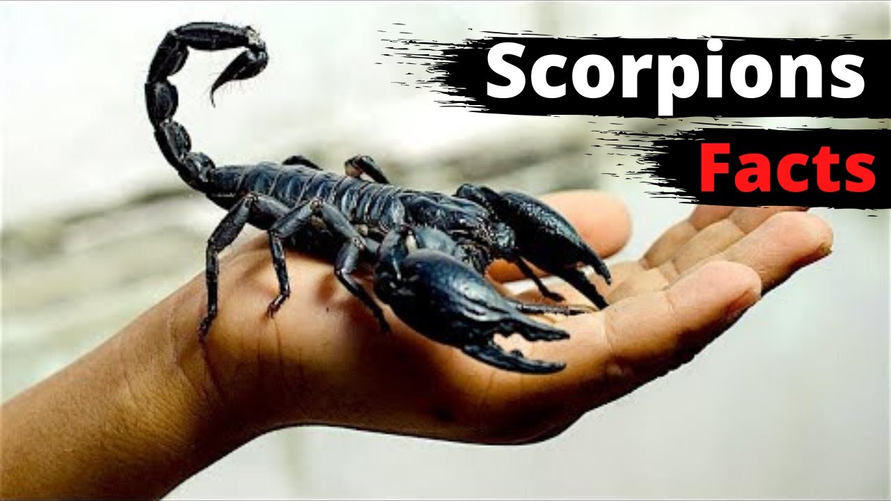 10 Amazing Facts About Scorpions - YouTube