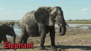 Dierengeluiden Jungle,Wilde In Het Engels Voor Peuters Video Educatief Voor Kinderen