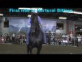 Nurtural bitless challenge  highperformance percheron