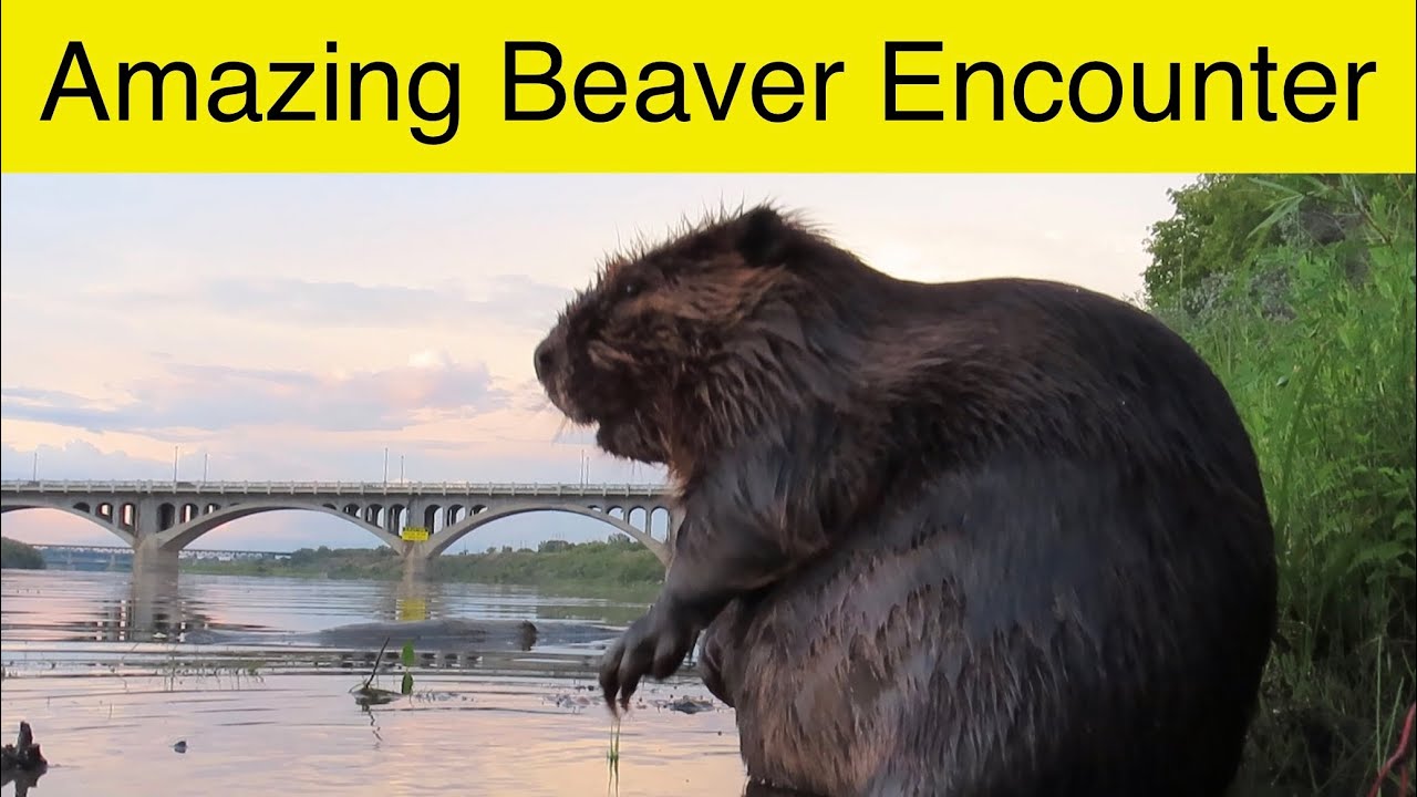 My Amazing Encounter With a Beaver YouTube