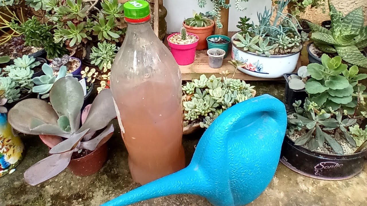 Água de adubo, suas suculentas vão dobrar de tamanho