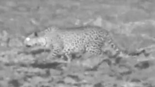 Tlalamba returned for 2d cub but elephant in the way and she tried to hunt before leaving 5/8/26