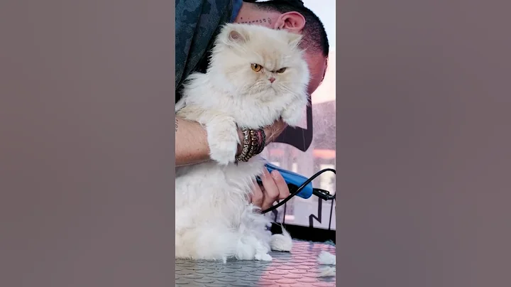 Video 4228331: persian cat breed, persiancat, breeds uk, usa cat