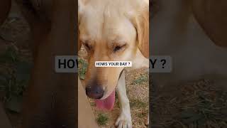 Which Dog Gets Special Treatment