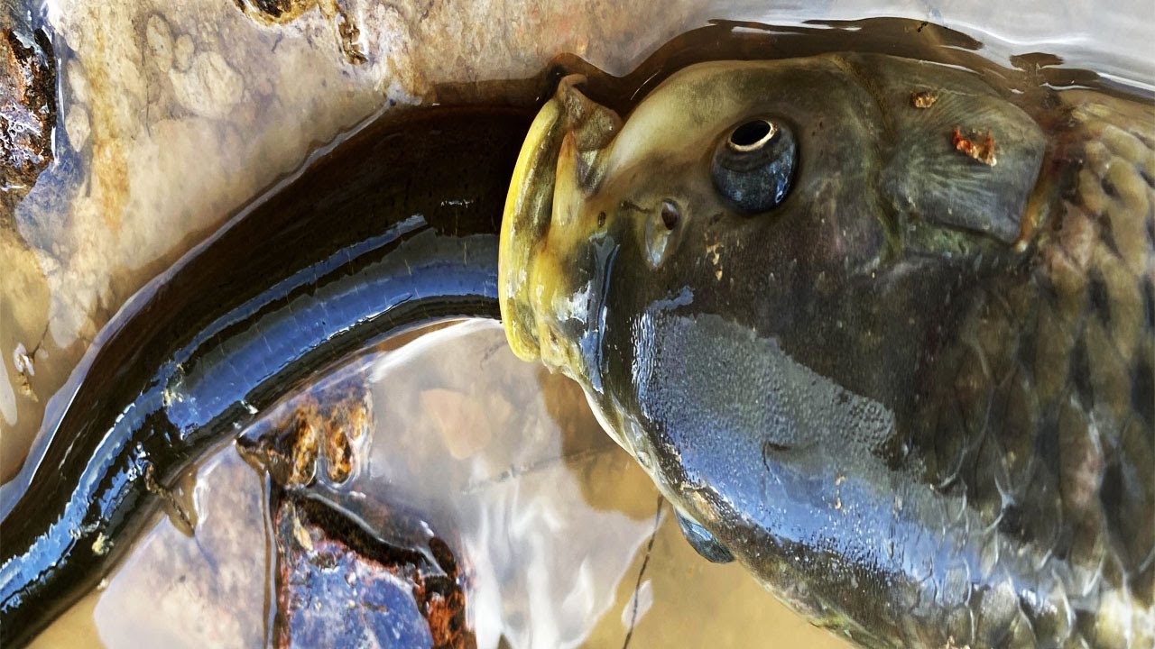 Amazing Hunting  Big Fish Eating  Eel In Water / Big fish Vs Big Eel!