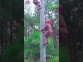 Fast climbing concrete pole with ankle buckle