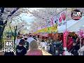 Japan Sakura Walk – Walking Through Cherry Blossoms in Full Bloom | Osaka | 4K HDR