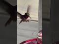 STUNNING HUMMINGBIRD FLYING OVER FEEDER - How can you not love nature?