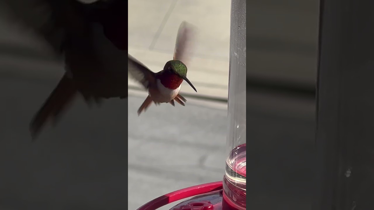 STUNNING HUMMINGBIRD FLYING OVER FEEDER - How can you not love nature?