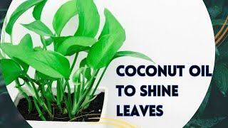 I Use Coconut Oil To Shine Leaves