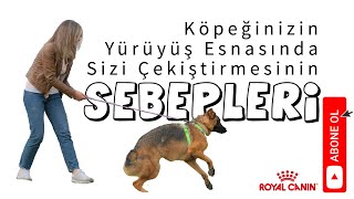 Köpeğinizin Yürüyüş Esnasında Sizi Çekiştirmesini Sebepleri