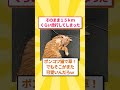 子猫拾ってから3ヶ月後のビフォーアフターがこちら #ゆっくり解説 #2ちゃんまとめ #2ch #ねこたんの解説 #スレ民