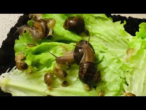 Video: Come nutrire le lumache a casa