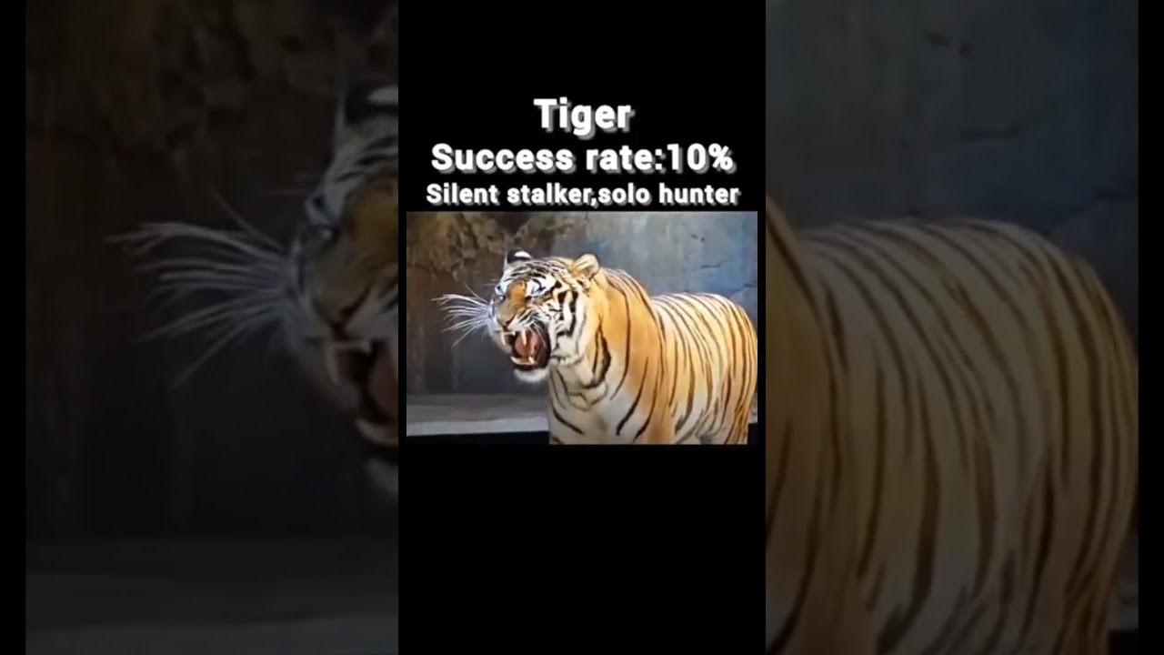 Animal Hunting Success Rate 🐾 | Who’s the Most Successful Predator?"