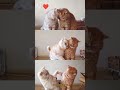 kucing couple #trending #bantusubscribe #liriklagu