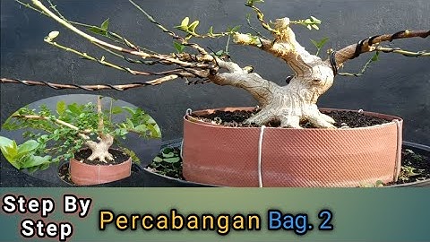 Step By Step Membuat Percabangan Sancang Bogel Bag. 2