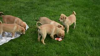 Collie Mix Puppies For Sale