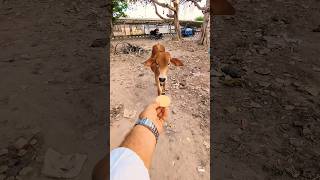 Pyari Bachiya Aur Unke Favourite Biscuits 😍#cow #trending #viral #video #cute #animals #ytshorts#cow
