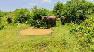 Elephants Family In National Park - Sri Lanka