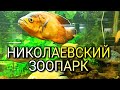 ЗООПАРК В НИКОЛАЕВЕ / ЗООПАРК /  смешные еноты, слоны, жирафы и другие животные / НИКОЛЕВ 2021