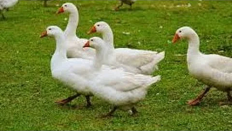 How To Tell The Difference Between A Goose And A Gander!!! Know A Male And Female Geese