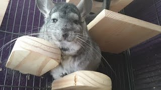 Common Chinchilla Sounds