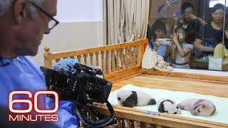 Giant pandas: What does it take to raise a baby panda in captivity?