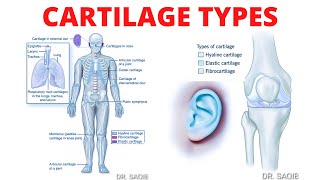 Cartilage Types