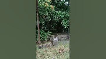 Misteri Rumah Tua Bekas Jaman Belanda #banzcreator #rumahangker #shorts #videoshort #rumahkosong