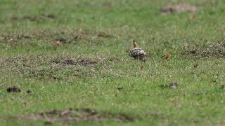 Hop Rijswijk 3 September 2023