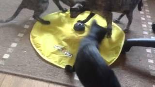 3 kittens playing with undercover mouse