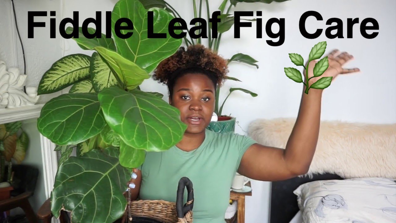 Fiddle leaf Fig Care Ficus Lyrata Repot & Watering YouTube