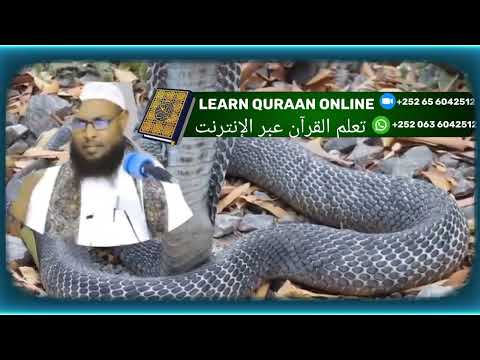 Labo Qiso Abeesada Ku Saabasan Sh Maxamuud Xaliike Albayaanonline1