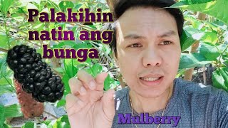 Paano palakihin Ang bunga Ng mulberry [ mulberry in the Philippines part 4 ]