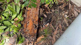 Termites found in a paperbark trees 🌴 by Wesley Tudor Vasile 58 views 3 months ago 1 minute, 2 seconds