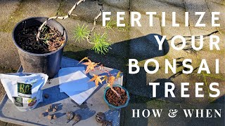 Fertilize your Bonsai Trees (How and When)