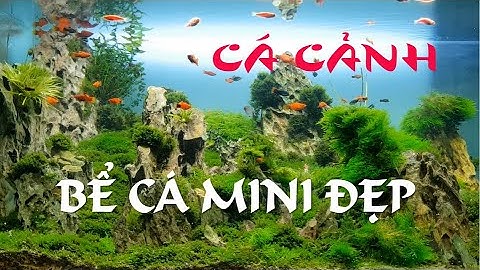 Cá cảnh, thư giãn cuối tuần cùng cá cảnh đẹp....Đang ngắm cá cảnh và cái kết!