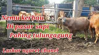 Harga kerbau di pasar sapi ,pahing tulungagung