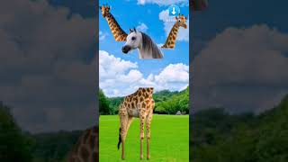 Jibra Head Video Short.