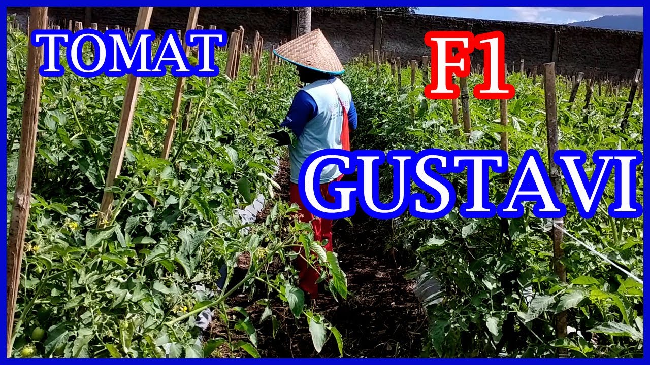 Budidaya Tomat GUSTAVI F1 Dari Panah Merah 